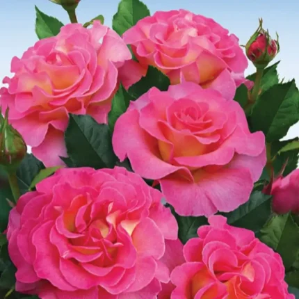 Roze Čajevka