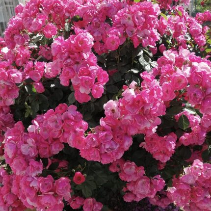 Roze Polijanta