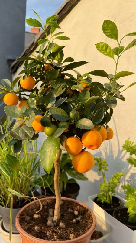 Mandarina U Saksiji Sa Plodom