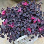 Loropetalum