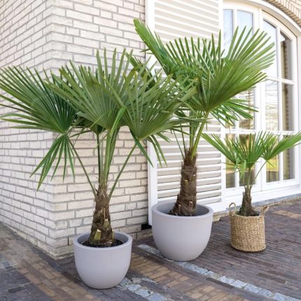 Zimootporna Palma - Trachycarpus fortunei