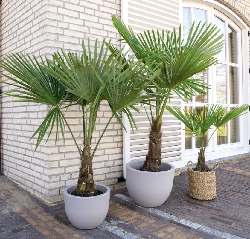 Zimootporna Palma - Trachycarpus fortunei