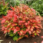 Nandina (Nandina domestica)