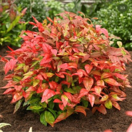 Nandina (Nandina domestica)