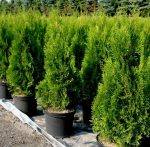 Smaragd tuja (Thuja occidentalis ‘Smaragd’)