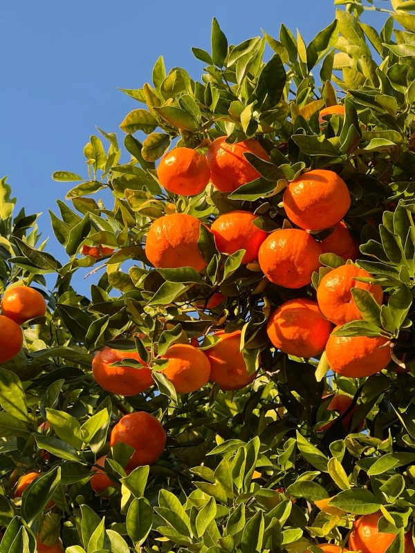 Mandarina