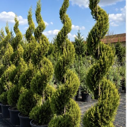 Spiralni Gold Crest (Cupressus macrocarpa ‘Goldcrest’)