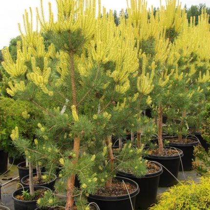 Pinus sylvestris