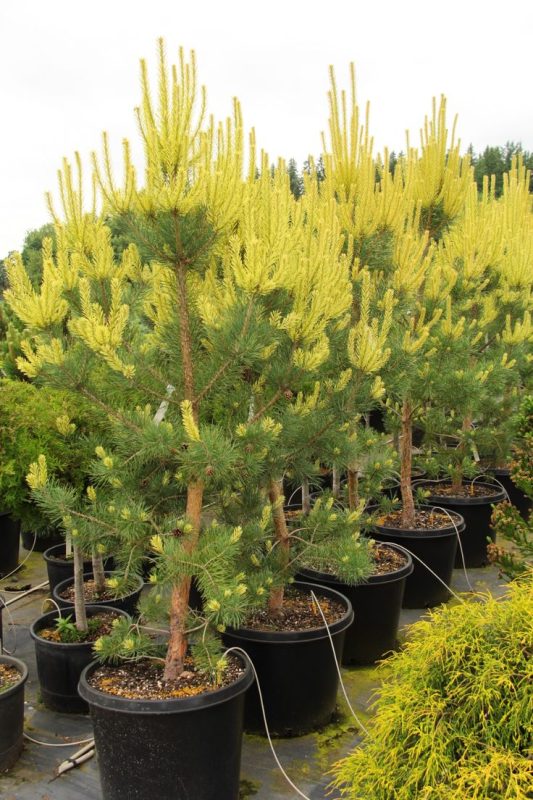 Pinus sylvestris