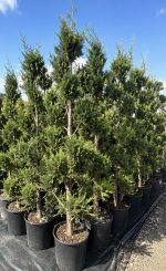 Pon Pon Gold Crest (Cupressus macrocarpa ‘Goldcrest’)