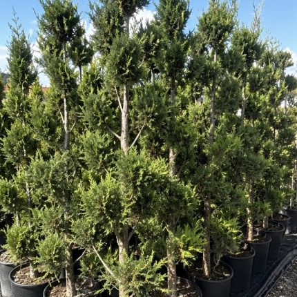 Pon Pon Gold Crest (Cupressus macrocarpa ‘Goldcrest’)