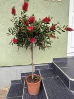 Kalistemon
