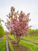 Japanska trešnja (Prunus serrulata ‘Kanzan’)