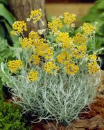 Smilje (Helichrysum italicum