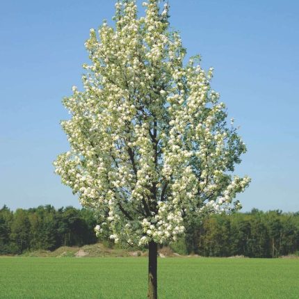 Ukrasna patuljasta kruška (Pyrus calleryana)