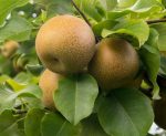 Japanska kruška (Pyrus pyrifolia)