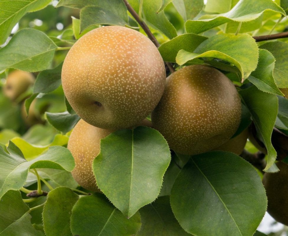 Japanska kruška (Pyrus pyrifolia)