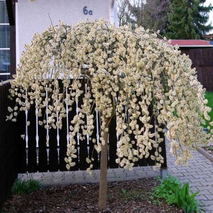 Padajuća vrba (Salix babylonica)