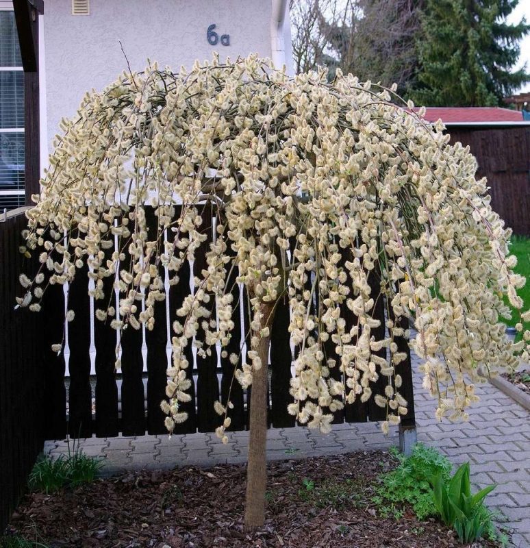 Padajuća vrba (Salix babylonica)