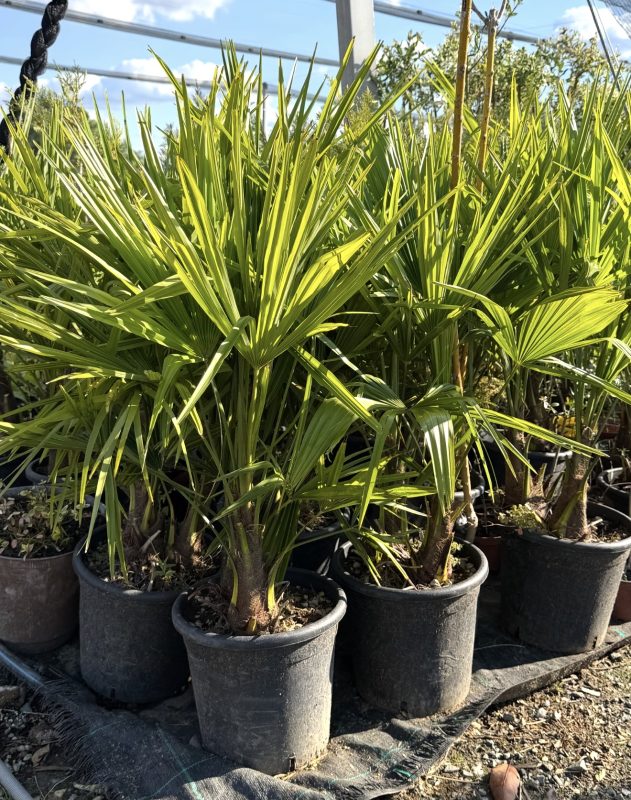 Trachycarpus fortunei – Zimootporna palma (-18°C)