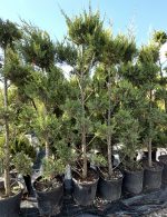 Pon Pon Gold Crest (Cupressus macrocarpa ‘Goldcrest’)
