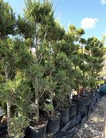 Pon Pon Gold Crest (Cupressus macrocarpa ‘Goldcrest’)