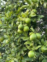 Limeta