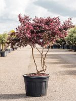 Loropetalum (Loropetalum chinense)