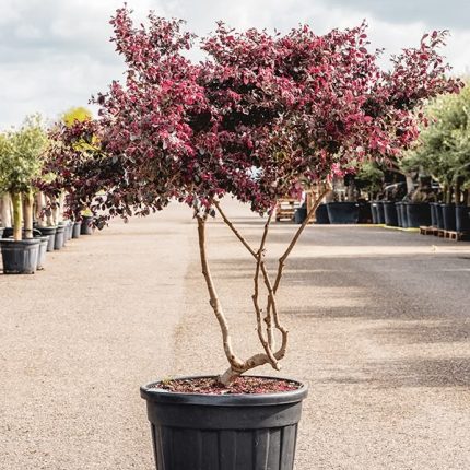 Loropetalum (Loropetalum chinense)
