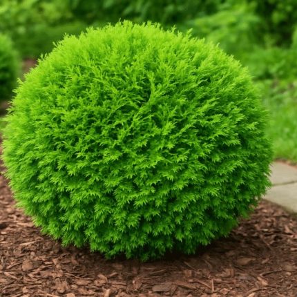 Globosa (Thuja occidentalis ‘Globosa’)