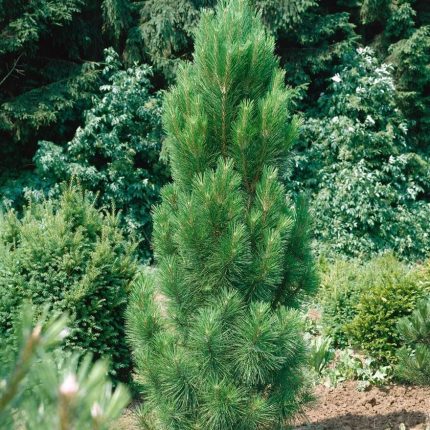 Crni bor (Pinus nigra)