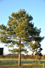 Beli bor (Pinus sylvestris)