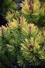 Pinus mugo (Mini bor)