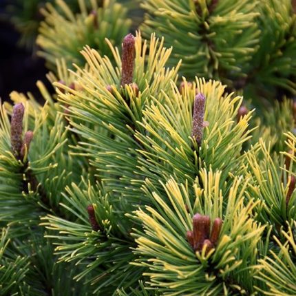 Pinus mugo (Mini bor)