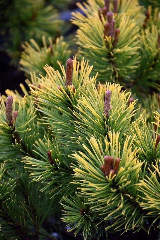 Pinus mugo (Mini bor)