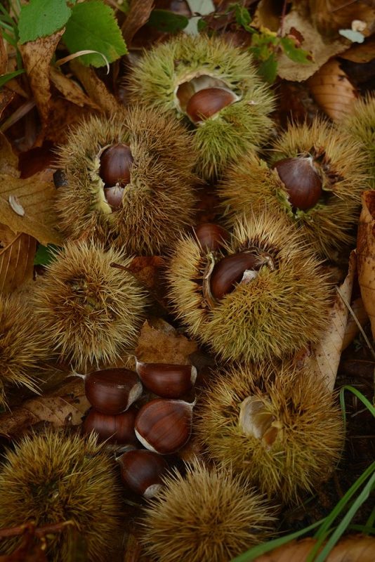 Pitomi kesten (Castanea sativa)