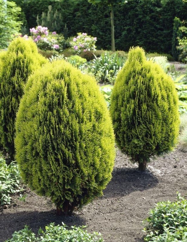 Nana Aurea