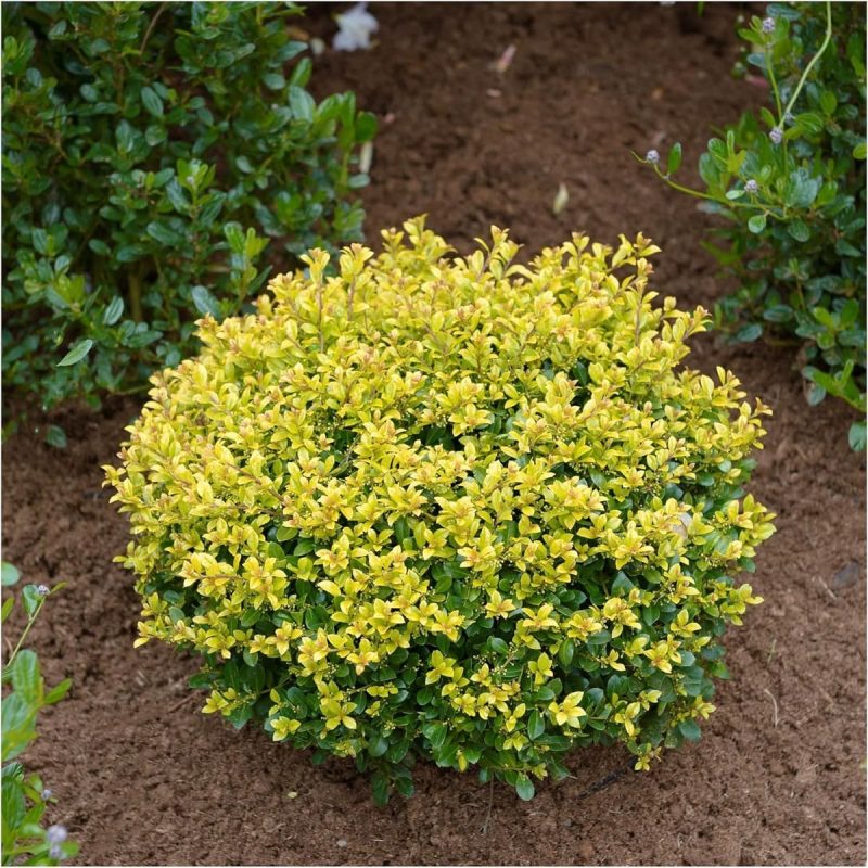 Ilex (Božikovina)