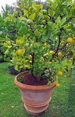 Limun (Citrus limon)