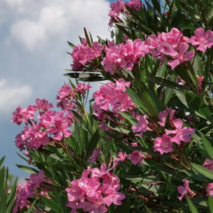 Oleander (Nerium oleander)