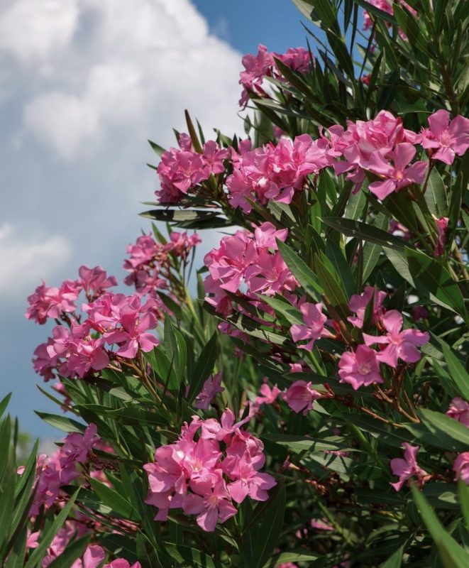 Oleander (Nerium oleander)