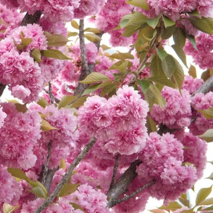 Japanska trešnja (Prunus serrulata ‘Kanzan’)