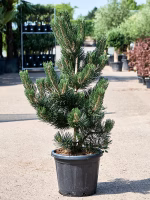 Pinus nigra