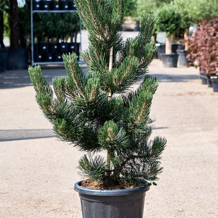 Pinus nigra