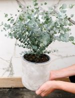 VEukaliptus – Eucalyptus gunnii