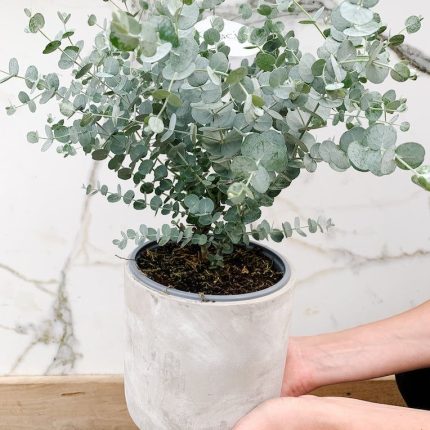 VEukaliptus – Eucalyptus gunnii