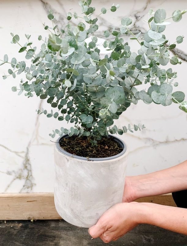 VEukaliptus – Eucalyptus gunnii