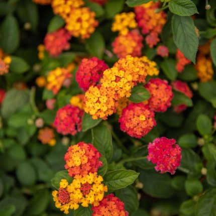 Lantana