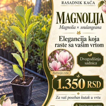 Magnolija (Magnolia soulangeana)