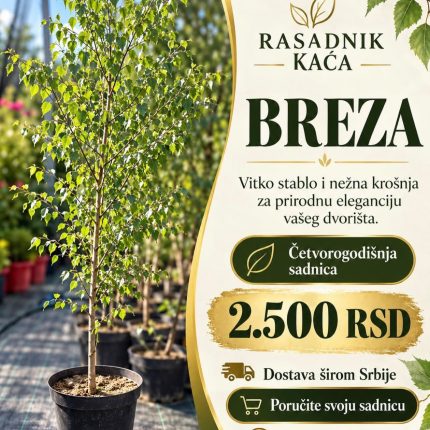 Breza